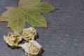 Dried rosebuds and maple leaves on a rough linen cloth. Autumn still life