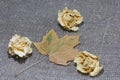 Dried rosebuds and maple leaves on a rough linen cloth. Autumn still life