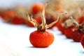 Dried rosehips