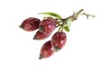 Dried rosehips on a white isolated background Royalty Free Stock Photo