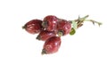 Dried rosehips on a white isolated background Royalty Free Stock Photo