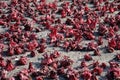 Dried Roselle fruits (Hibiscus sabdariffa L.)