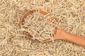 Dried rosemary leaves in woooden spoon