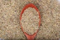 Dried rosemary spice in wooden spoon Royalty Free Stock Photo