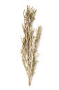 Dried rosemary sprig, a branch of Salvia rosmarinus, from above