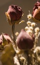 Dried Roses Royalty Free Stock Photo