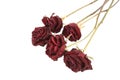 Dried roses Royalty Free Stock Photo