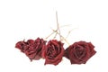 Dried roses Royalty Free Stock Photo