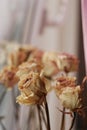 Dried Roses Royalty Free Stock Photo