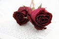 Dried roses on a book Royalty Free Stock Photo