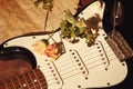 Dried roses on electric guitar and old music notes closeup Royalty Free Stock Photo