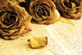 Dried roses on the pages of old book
