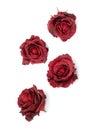 Dried roses on a white background Royalty Free Stock Photo