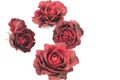 Dried roses on a white background Royalty Free Stock Photo