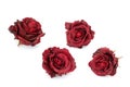 Dried roses on a white background Royalty Free Stock Photo