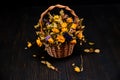 Dried roses on a wooden black background. Dry bouquet of yellow and blue flowers in a wicker basket. Beautiful wilted roses with Royalty Free Stock Photo