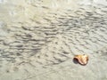 Dried round leaf on sand ground Royalty Free Stock Photo