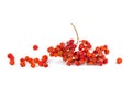Dried rowan berries isolated on white Royalty Free Stock Photo
