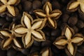 Dried sacha inchi