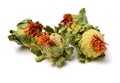 Dried safflower Royalty Free Stock Photo