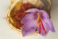 Dried saffron spice in small basket and saffronÃÂ´s flower Royalty Free Stock Photo