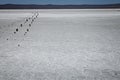 The dried salt lake Royalty Free Stock Photo