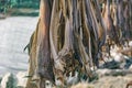 Dried and salted cod, stockfish hanging on a board