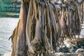 Dried and salted cod, stockfish hanging on a board