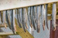 Dried and salted eel, stockfish hanging on a board