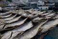 Dried salted fish display Royalty Free Stock Photo