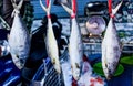 Dried salted fish hung with straw ropes for sale on a motorcycle trailer beside the sea, Rayong Royalty Free Stock Photo