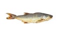 Dried Salted fish kulao Fourfinger threadfin