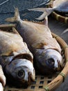 Dried and salty fish