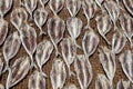 Dried sardine fish on hessian matting. Royalty Free Stock Photo