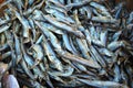 Dried Sardines