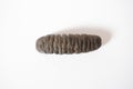 Dried sea cucumber Royalty Free Stock Photo