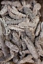 Dried Sea Cucumber Royalty Free Stock Photo