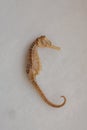 Dried sea horse on white background. Nature and ocean life . Royalty Free Stock Photo