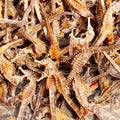 Dried sea horses Chinese traditional medicine, China Royalty Free Stock Photo