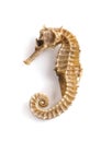 Dried seahorse isolated on white background Royalty Free Stock Photo