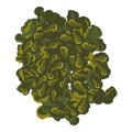 Dried seaweed icon isometric vector. Genus of seaweed from green algae class Royalty Free Stock Photo