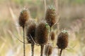 Teasel plant in winter Royalty Free Stock Photo