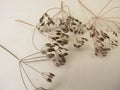 Dried seed umbels from dill