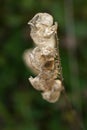 Dried seeds of field pennycress, Thlaspi arvense on greenbackground Royalty Free Stock Photo