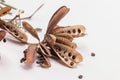 Dried seeds sensitive plant or sleepy plant isolate on white background. Royalty Free Stock Photo