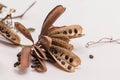 Dried seeds sensitive plant or sleepy plant isolate on white background.