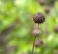 Dried seep pod in jungle