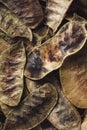 Dried senna leave, closeup