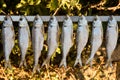 Dried shad misultin Royalty Free Stock Photo