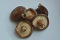 Dried shitake mushrooms, after soaking and ready for cooking